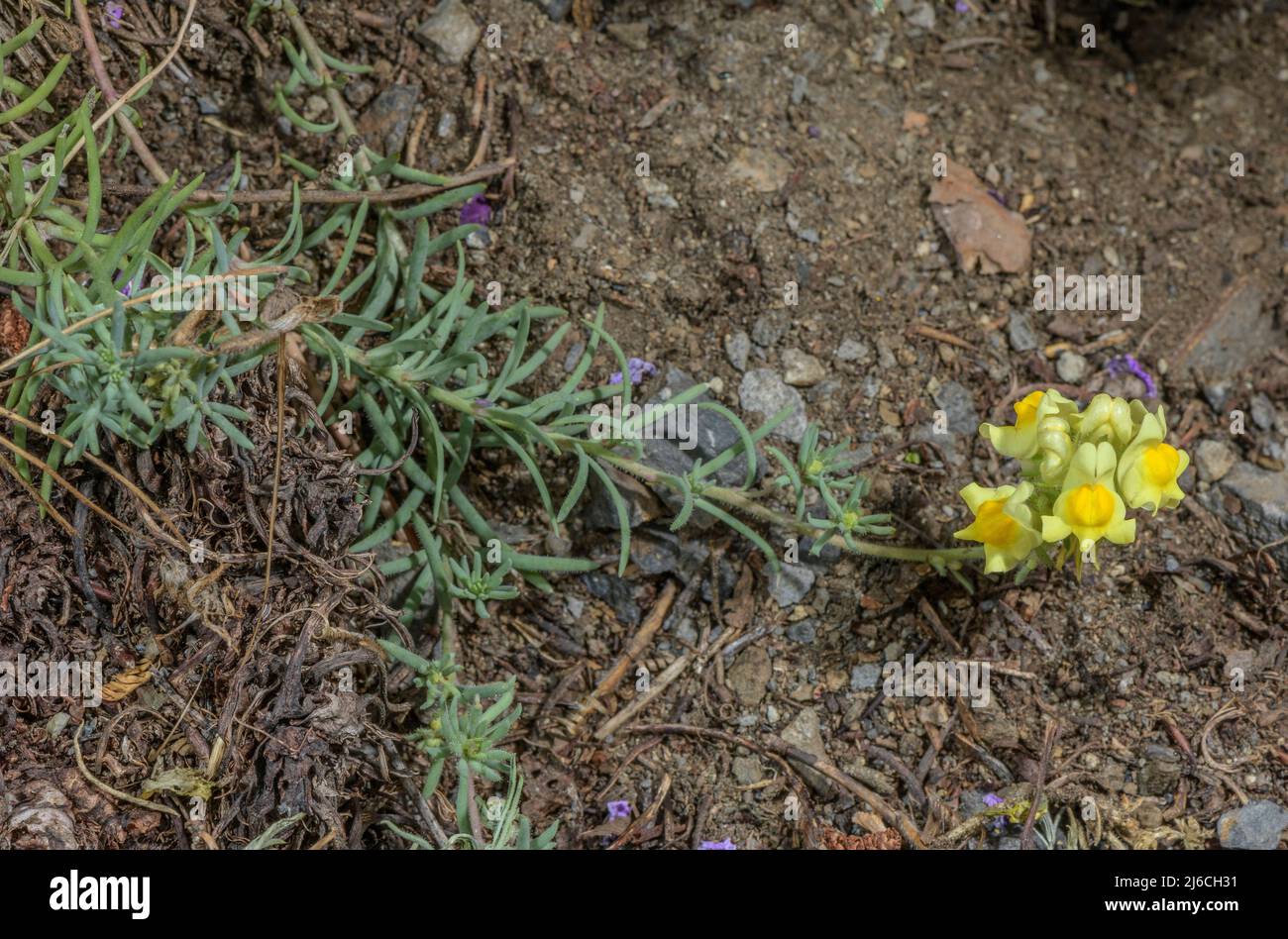 Prostrate toadflax, Linaria supina in flower in the Pyrenees. Stock Photo