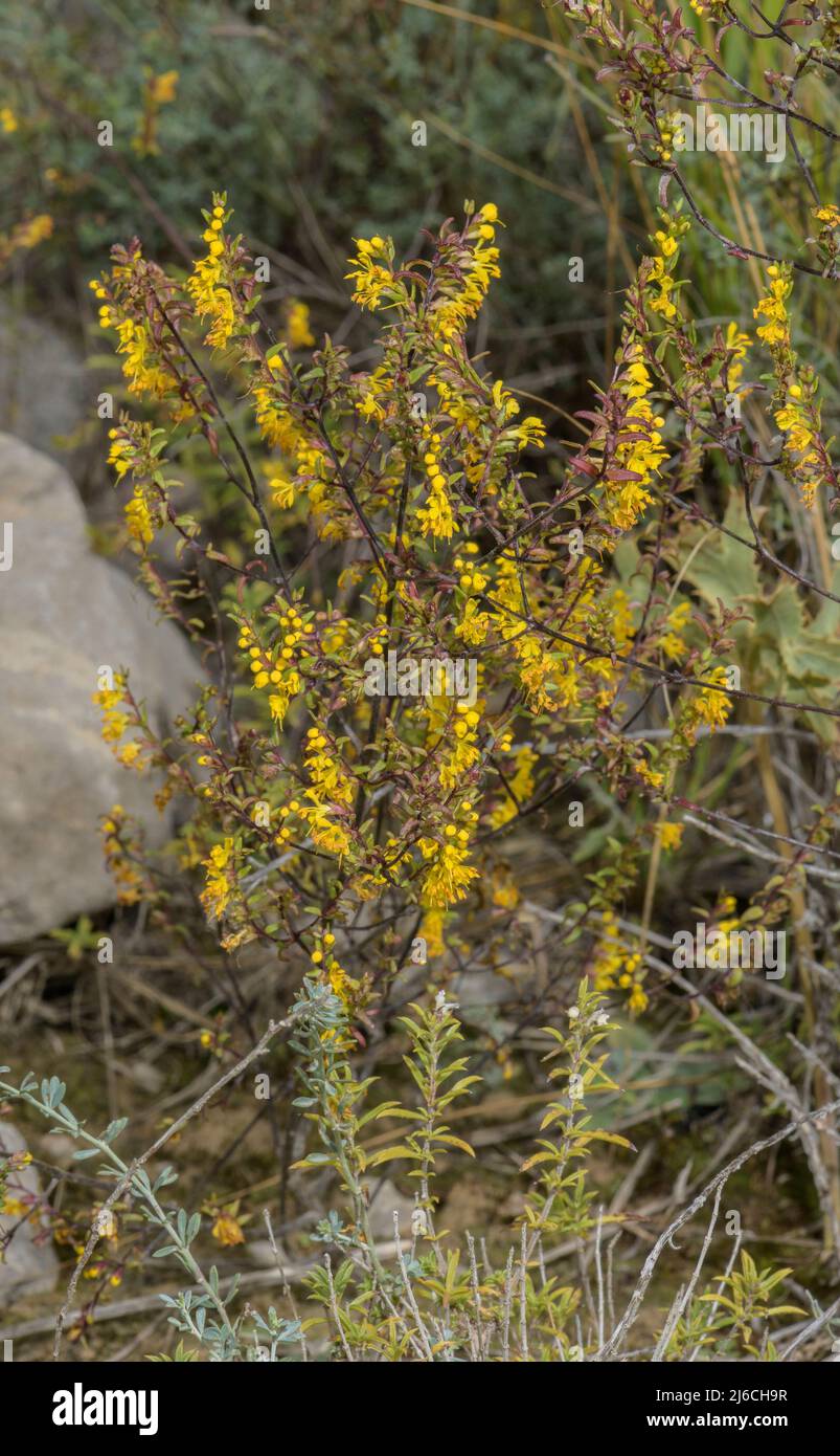Yellow odontites, Orthantha lutea, in flower in late summer, Pyrenees. Stock Photo