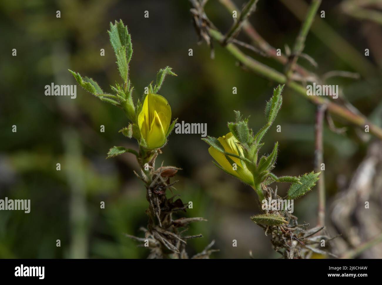 A yellow restharrow, Ononis pusilla in flower in the Pyrenees. Stock Photo
