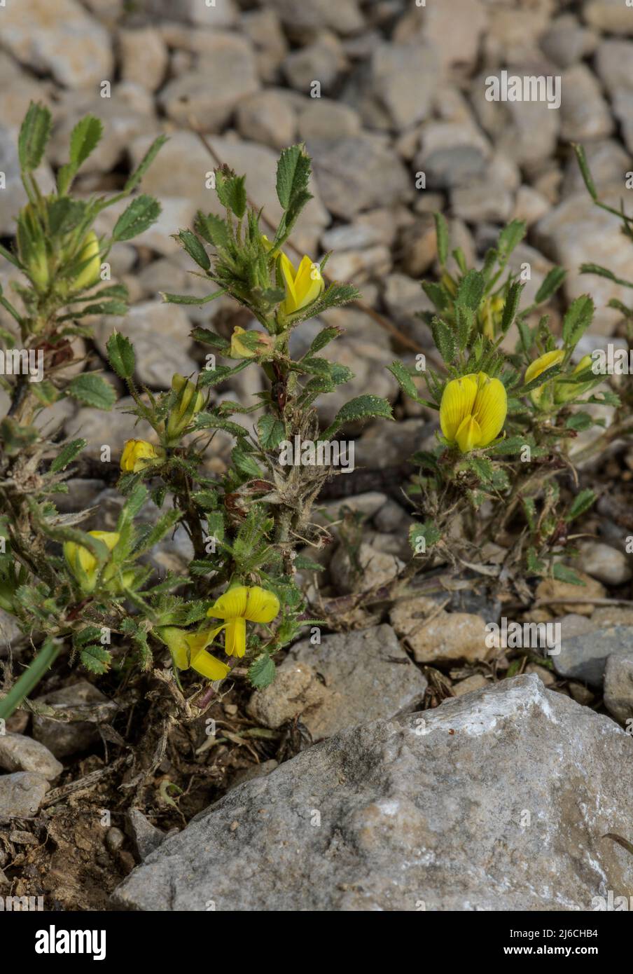 A yellow restharrow, Ononis pusilla in flower in the Pyrenees. Stock Photo