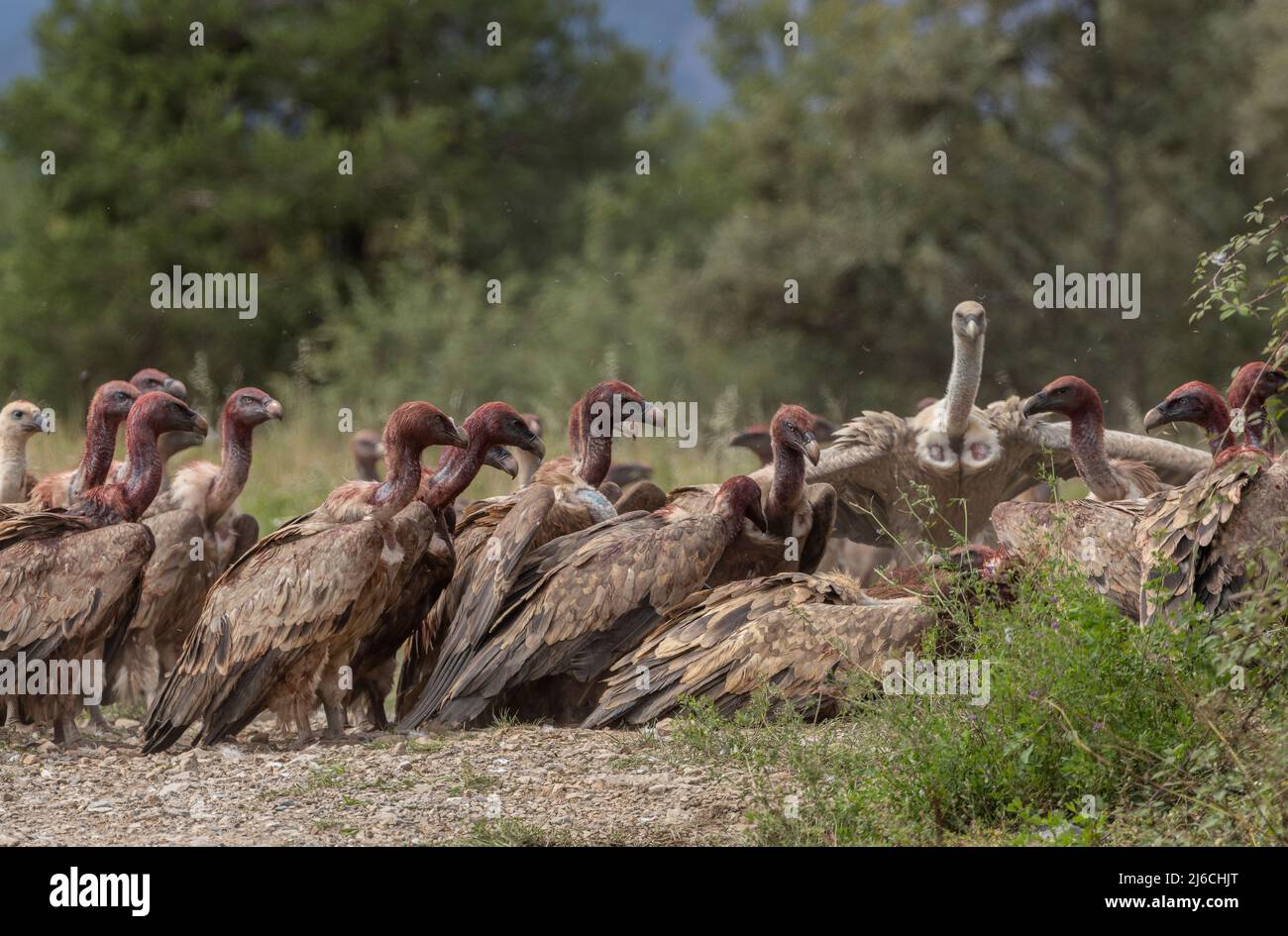 Large jostling group of Griffon vultures, Gyps fulvus, at a carcass, in the Pyrenees. Stock Photo