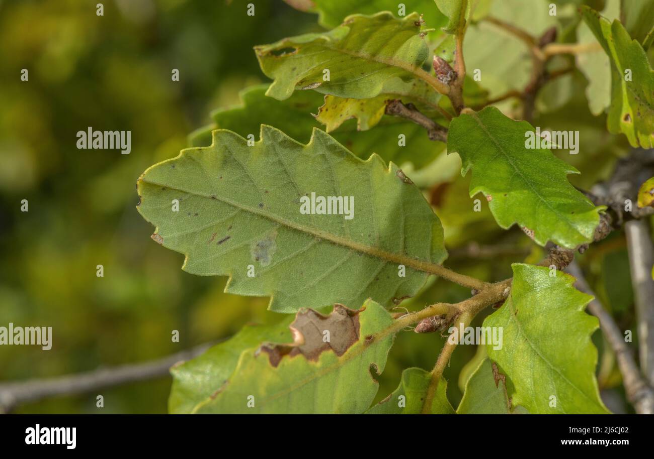Portuguese Oak, Quercus faginea, leaves and acorns. Sierra de Gaura, north Spain. Stock Photo