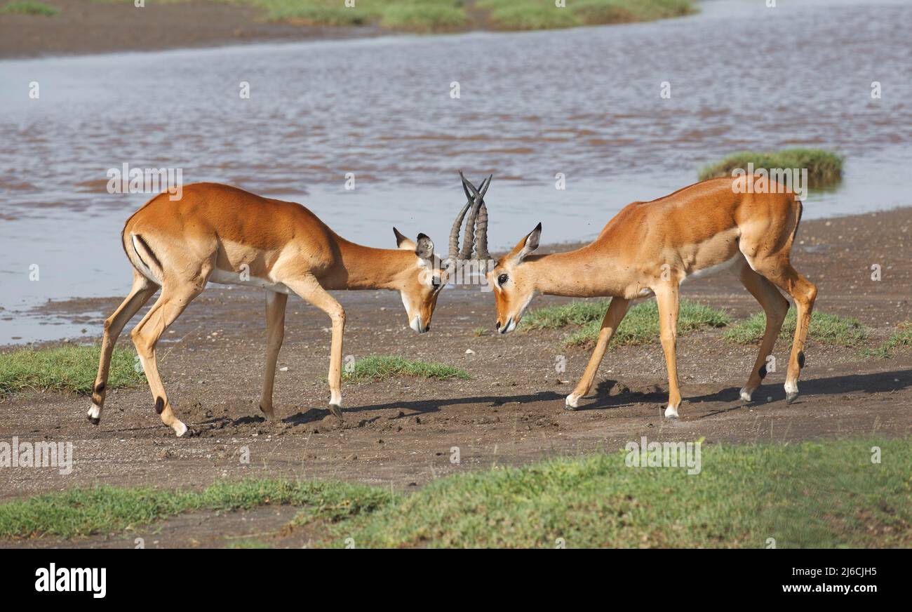 Two impala males  (Aepyceros melampus). starting to engage in a mock fight in Tanzania Stock Photo