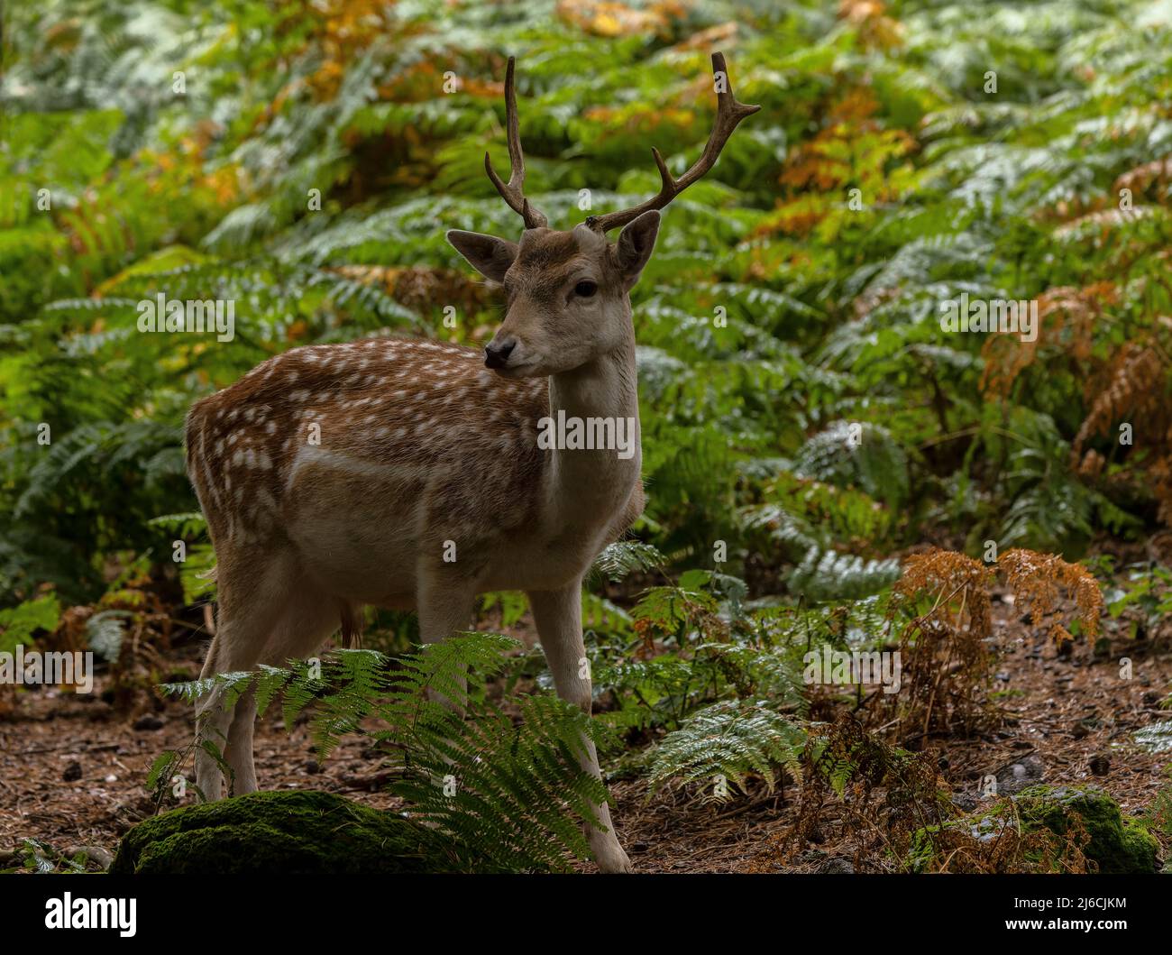 Buck Fallow deer, Dama dama, in woodland in early autumn. Stock Photo