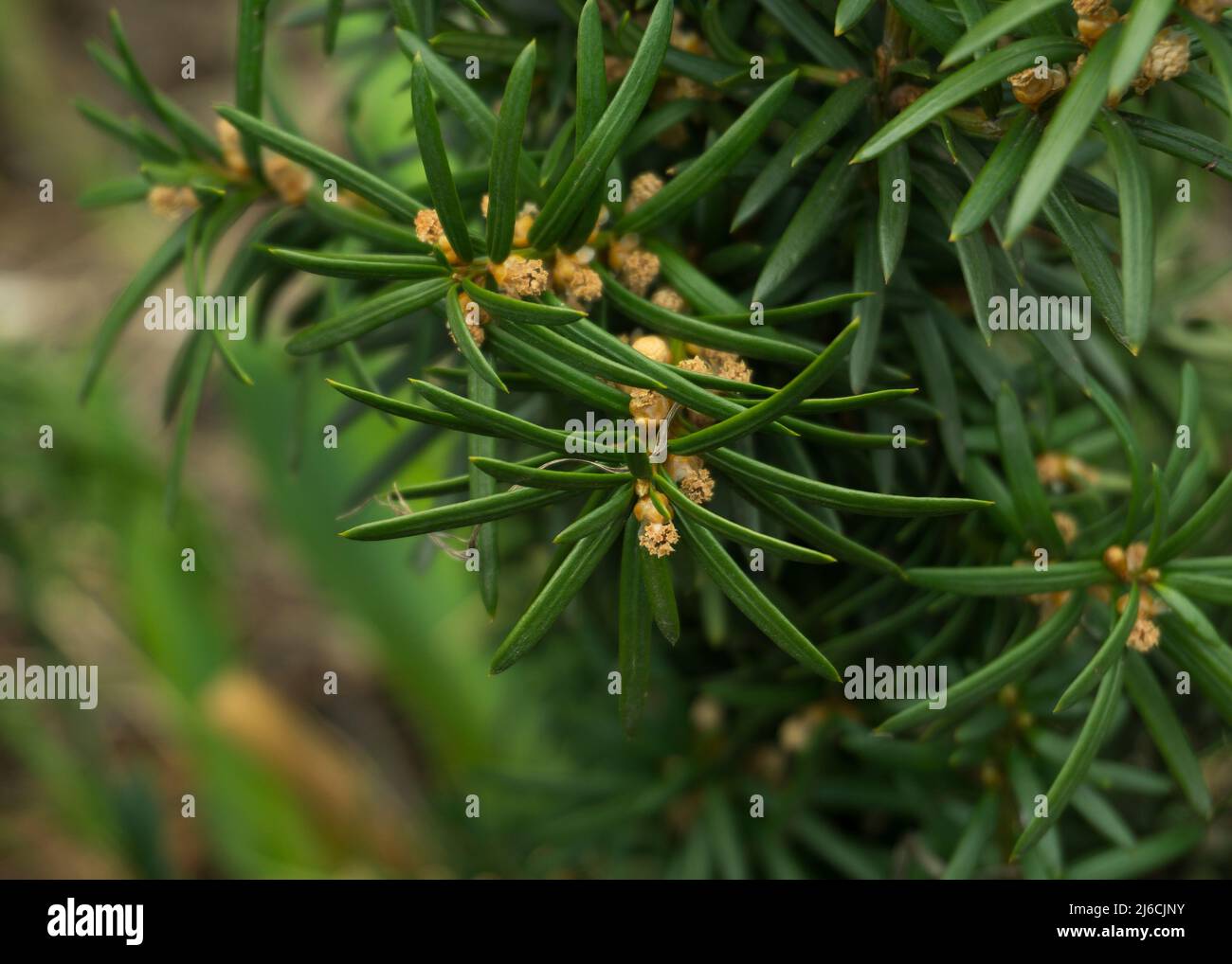 coniferous plant with pollen on the branches Stock Photo