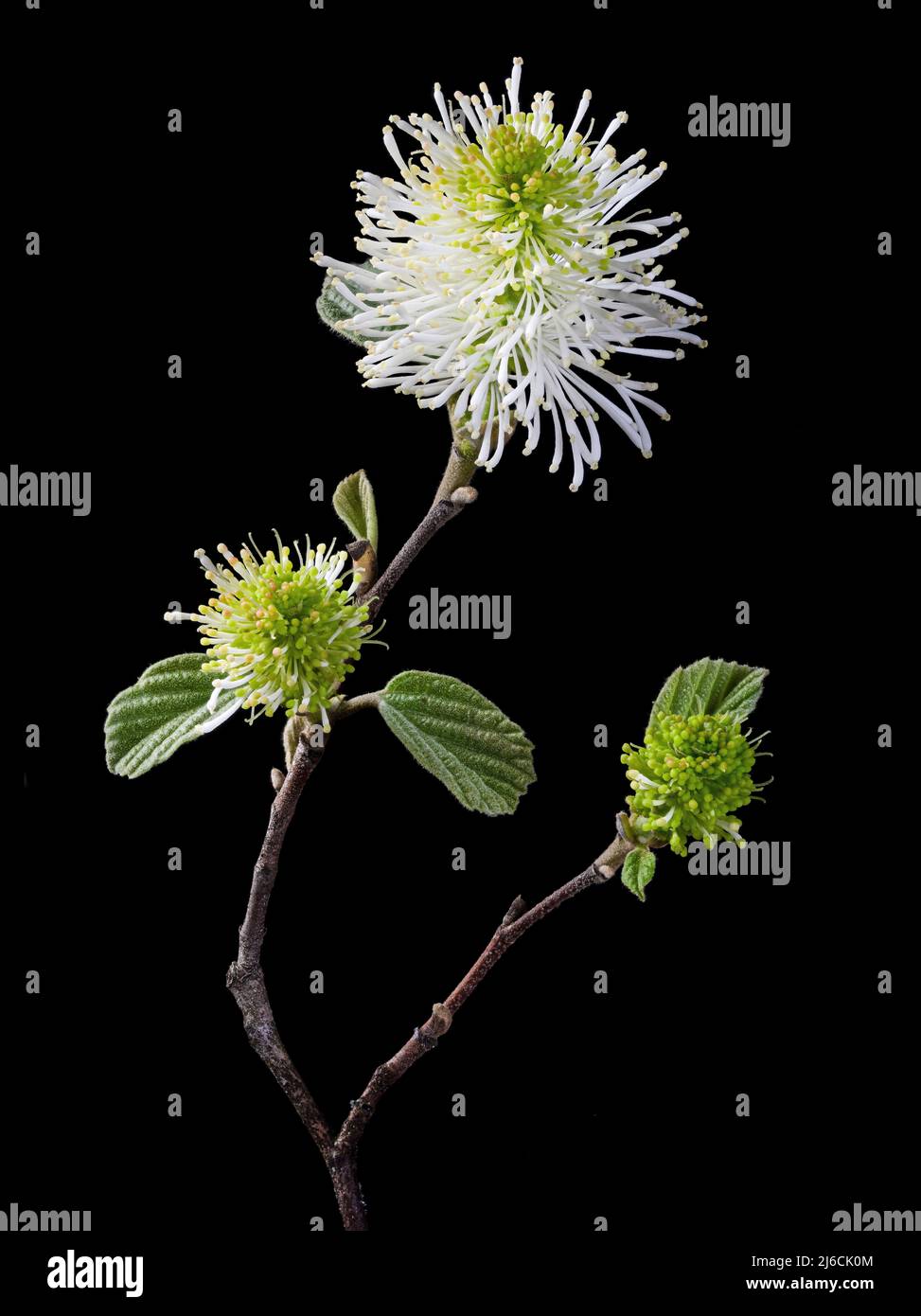Flowers of Fothergilla shrub (Fothergilla gardenii) in various stages of maturity. A native plant of North America. Stock Photo