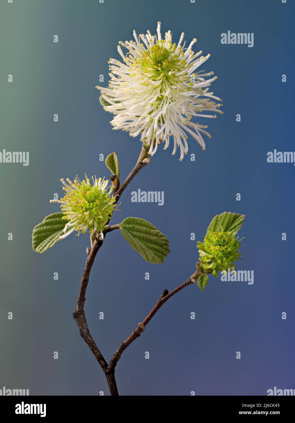Flowers of Fothergilla shrub (Fothergilla gardenii) in various stages