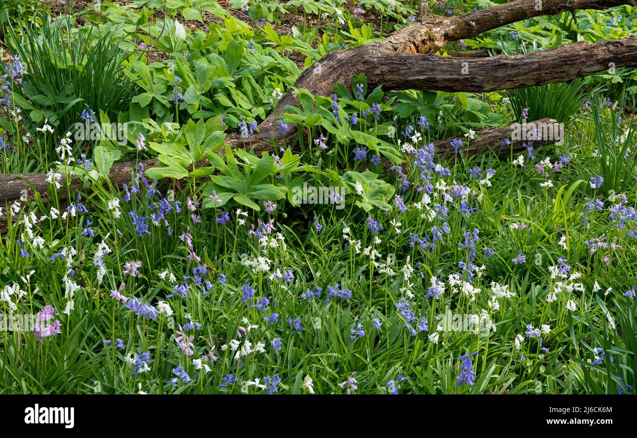 Spanish blubells (Hyacinthoides hispanica) and mayapples (Podophyllum peltatum) growing in a woodland garden in central Virginia in early spring. Stock Photo