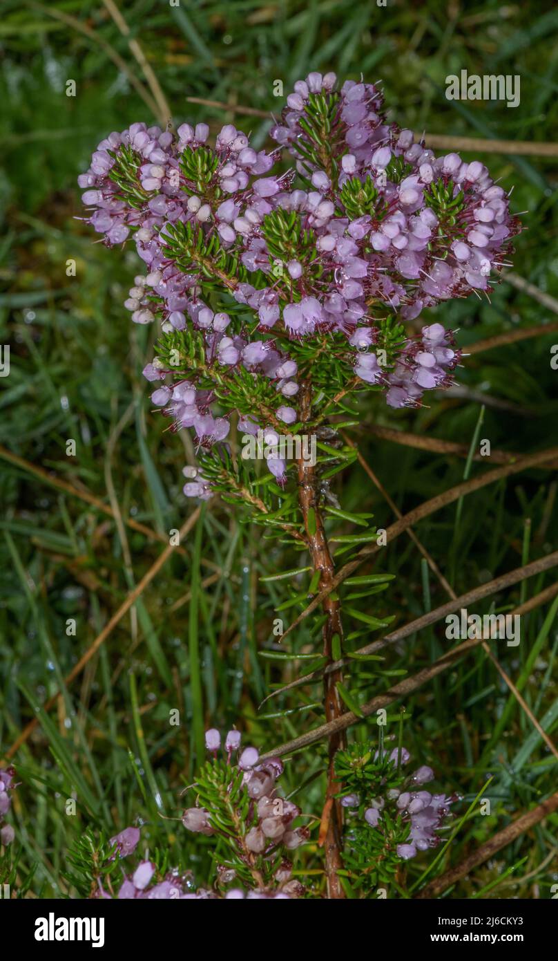 Cornish heath, Erica vagans, in flower in autumn. Stock Photo