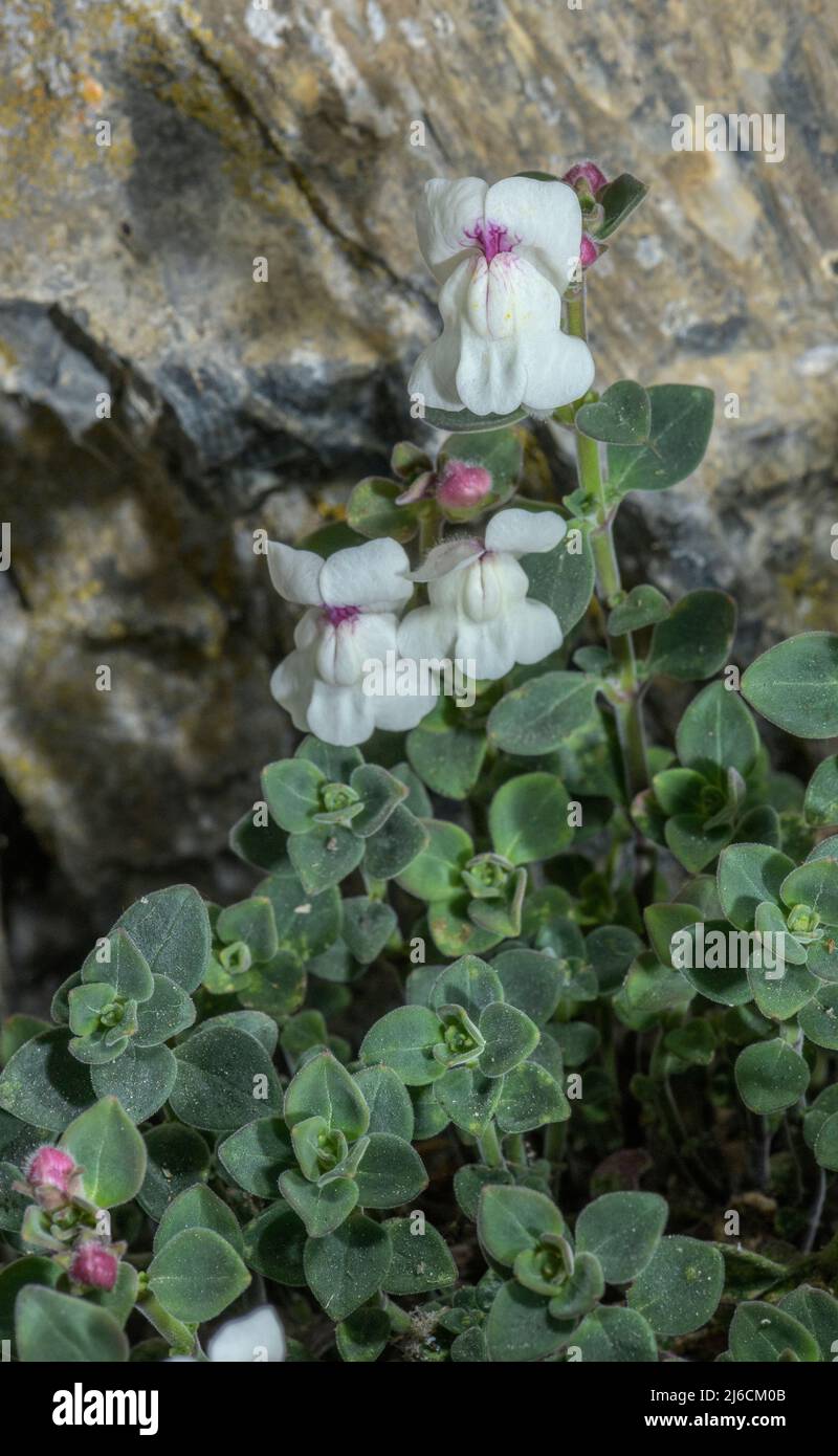 Silver snapdragon antirrhinum sempervirens hi-res stock photography and ...