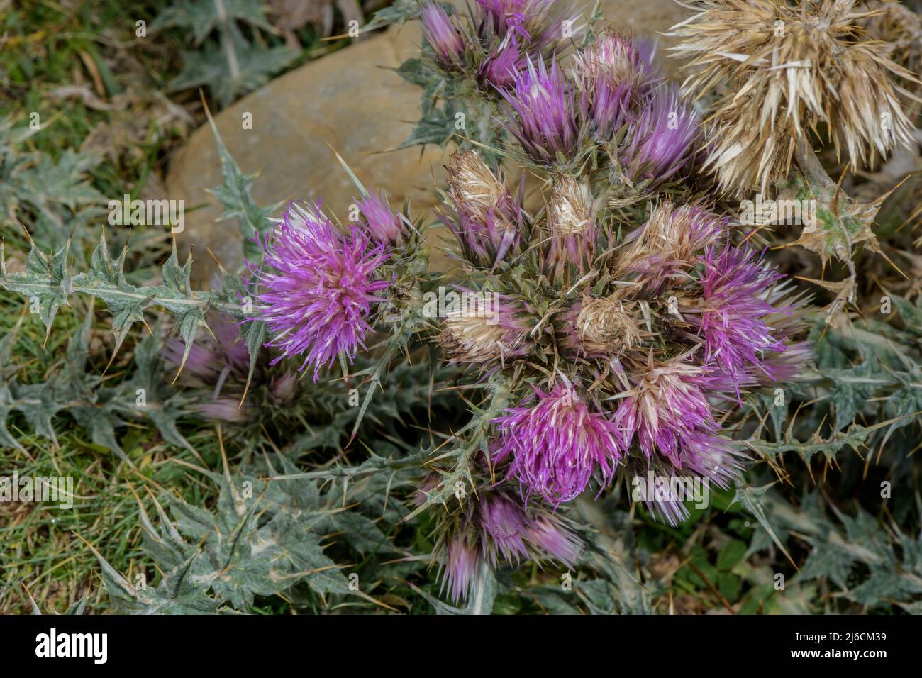 Pyrenean Thistle, Carduus carlinoides, in flower high in the Pyrenees. Stock Photo
