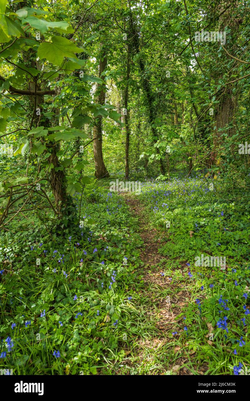 Welsh woodland hi-res stock photography and images - Alamy