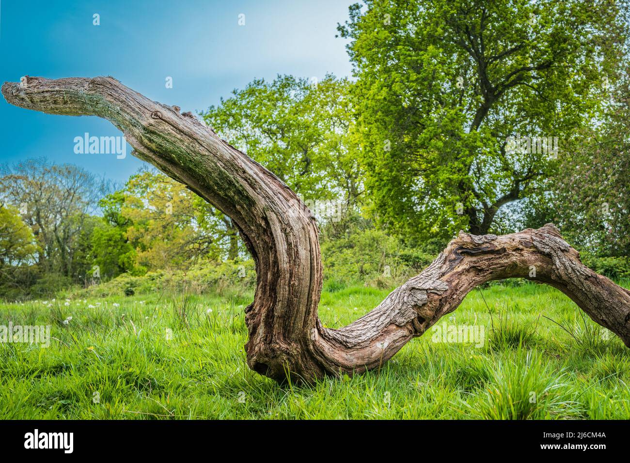 Gnarled twisted old tree trunk in a Welsh meadow Stock Photo