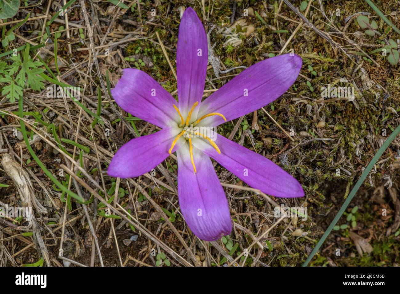 Pyrenean mountain saffron, Colchicum montanum, in flower in high Pyrenean pasture. Stock Photo