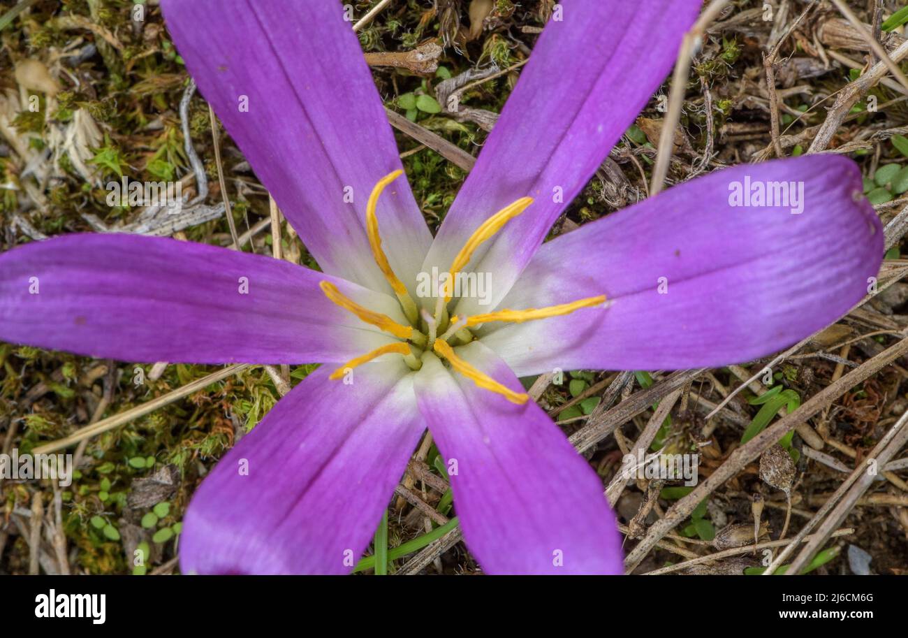 Pyrenean mountain saffron, Colchicum montanum, in flower in high Pyrenean pasture. Stock Photo