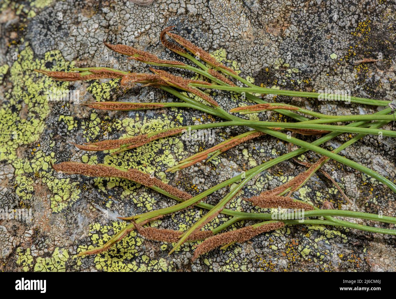 Forked Spleenwort, Asplenium septentrionale, with ripe spores, on acid rock. Stock Photo