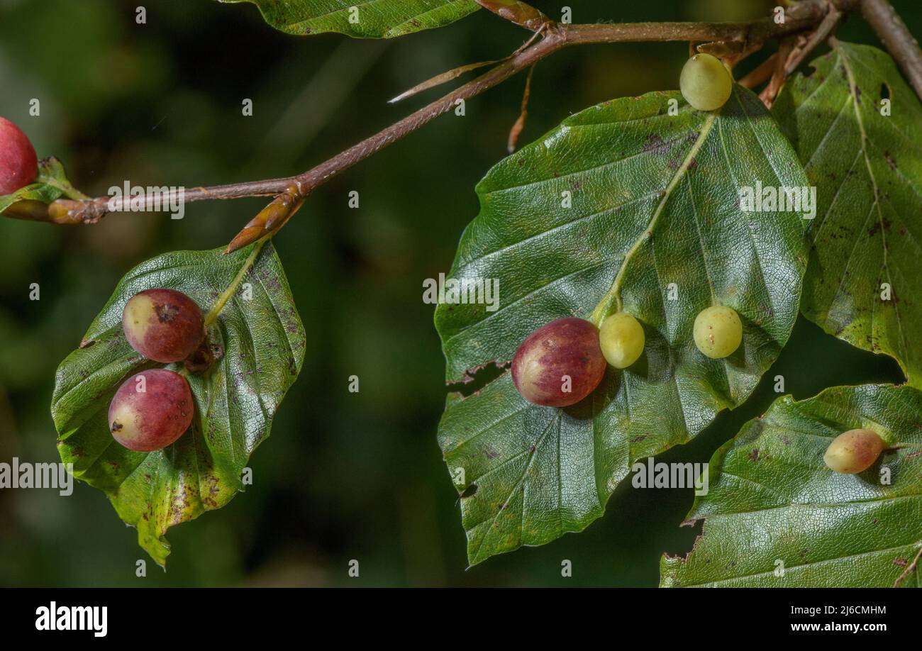 Galls caused by beech gall-midge, Mikiola fagi, on beech leaves. Pyrenees. Stock Photo