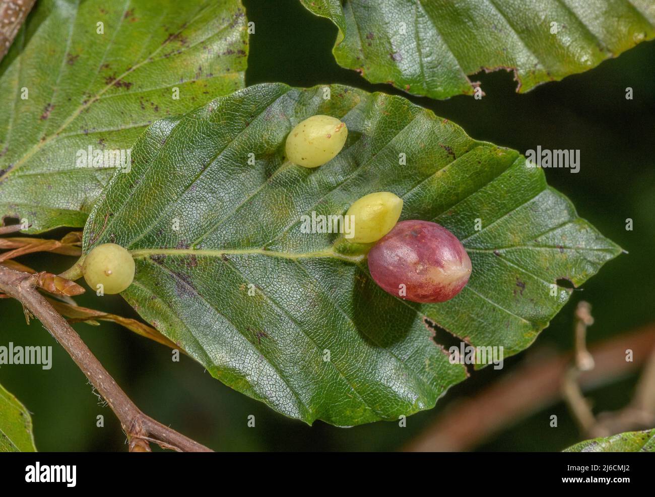 Galls caused by beech gall-midge, Mikiola fagi, on beech leaves. Pyrenees. Stock Photo