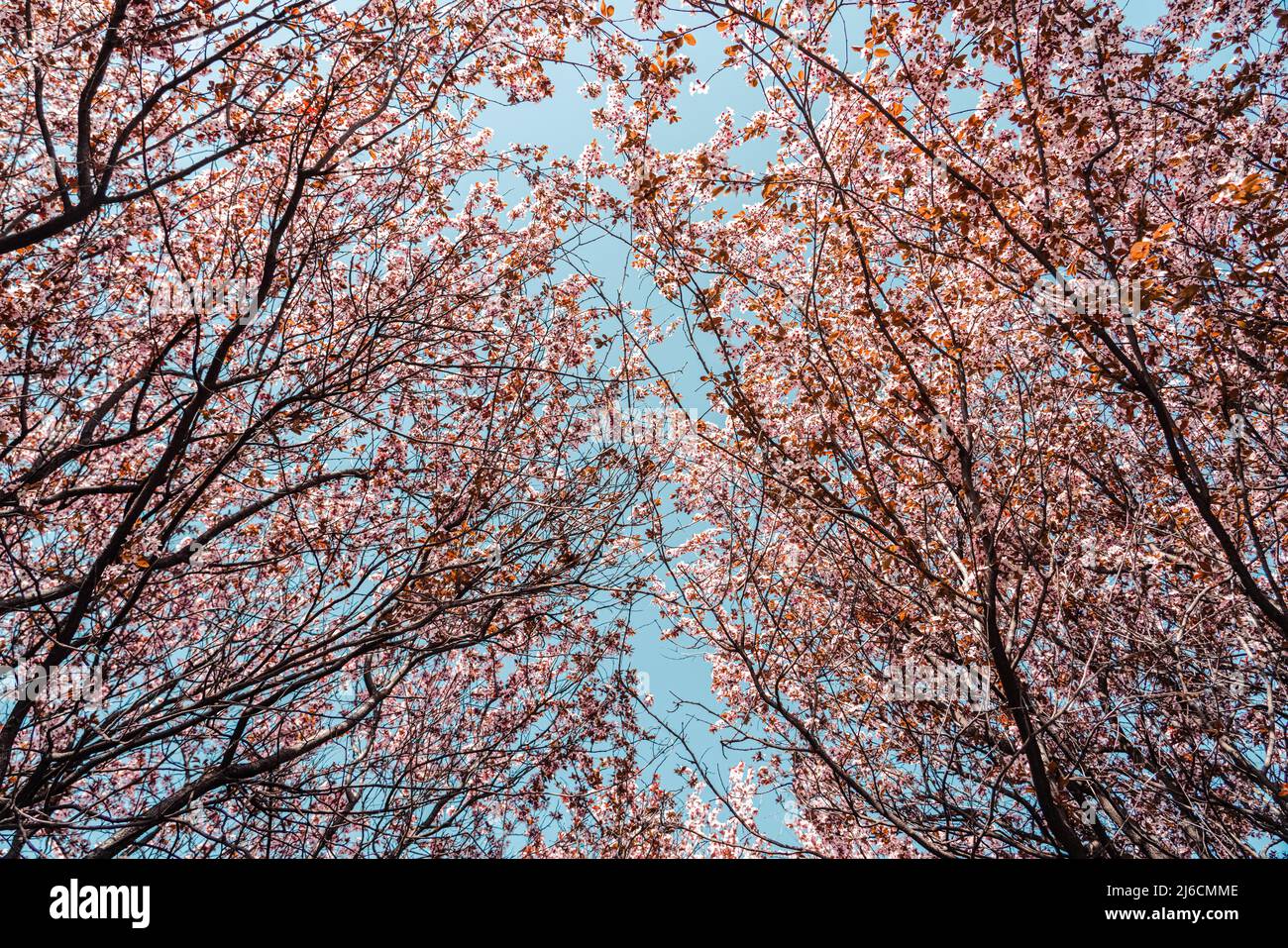 Flora trees hi-res stock photography and images - Alamy