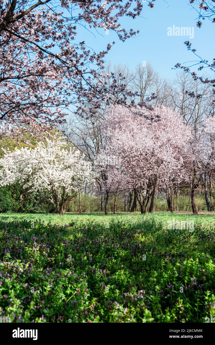 Sunny Alley of Bucharest City Park During Pink Cherry Tree Blossom ...