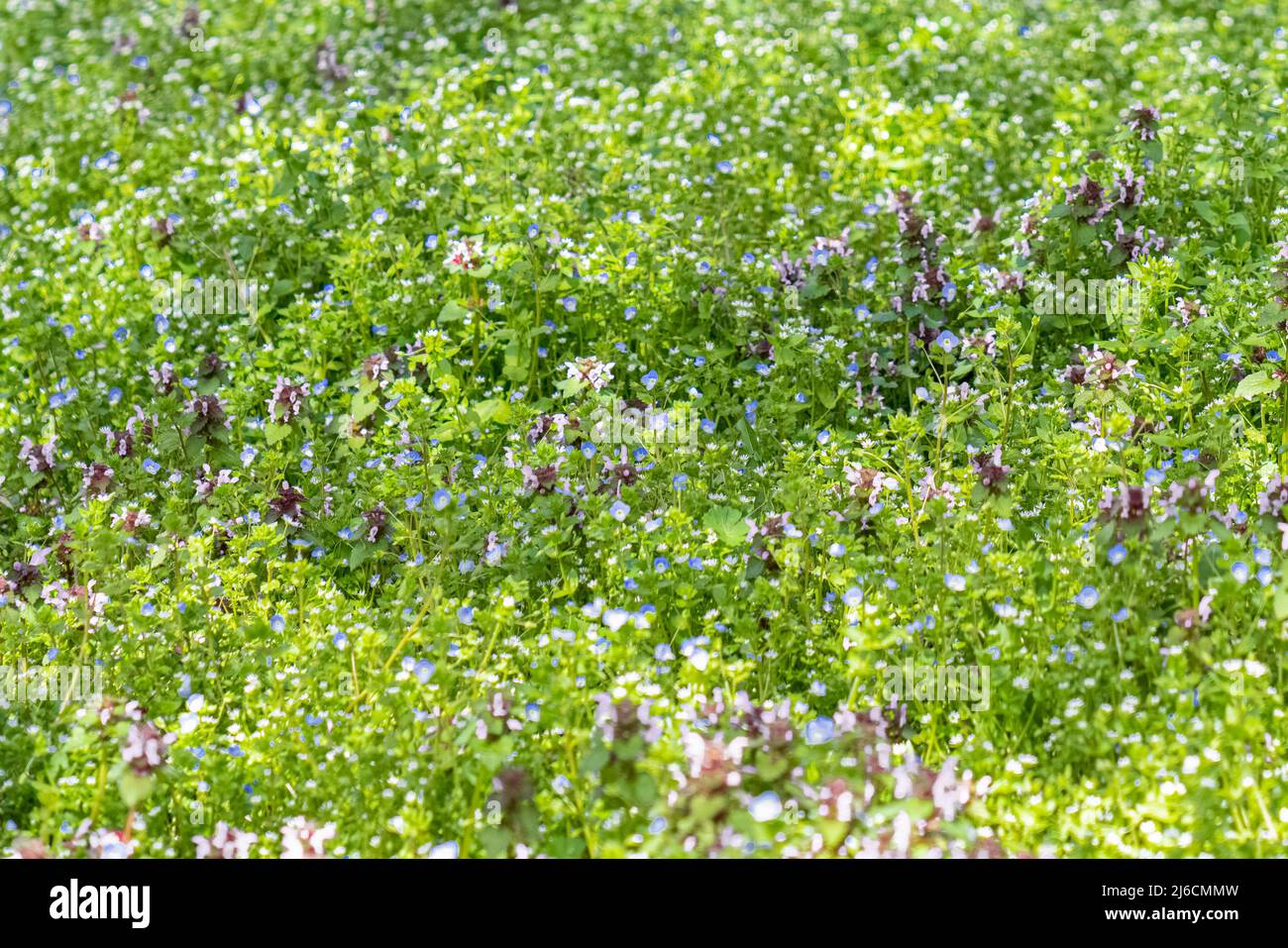 Meadow Pink Flowers Growing on Field, Wild Small Flowers on the Green Grass Stock Photo