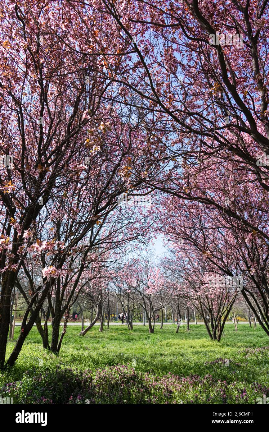 Sunny Alley of Bucharest City Park During Pink Cherry Tree Blossom, Beautiful Spring Season, Outdoor Travel Background Stock Photo