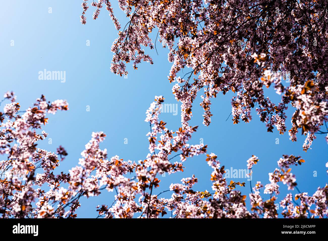 Flora trees hi-res stock photography and images - Alamy