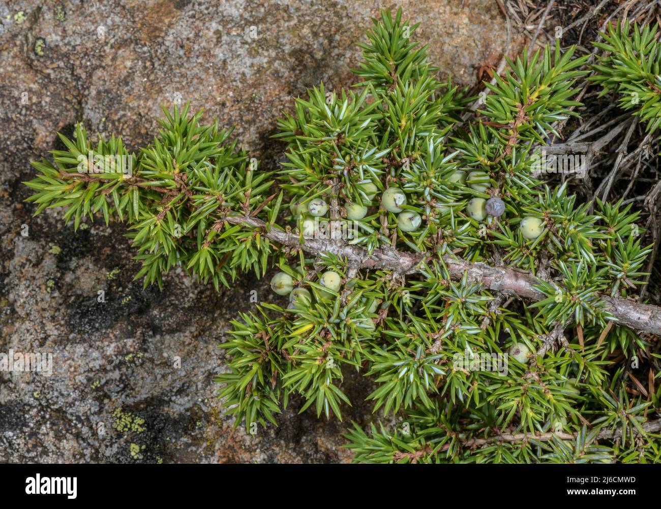 Dwarf Juniper, Juniperus communis var. saxatilis, with berries, high in the Pyrenees. Stock Photo