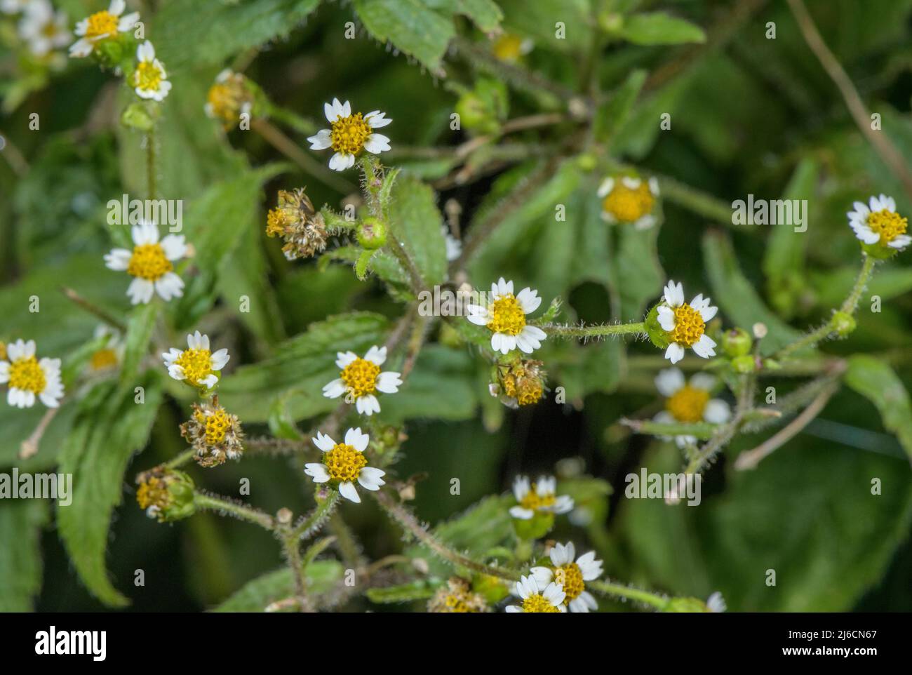 Shaggy-soldier, Galinsoga quadriradiata naturalised in Europe, from Mexico. Stock Photo