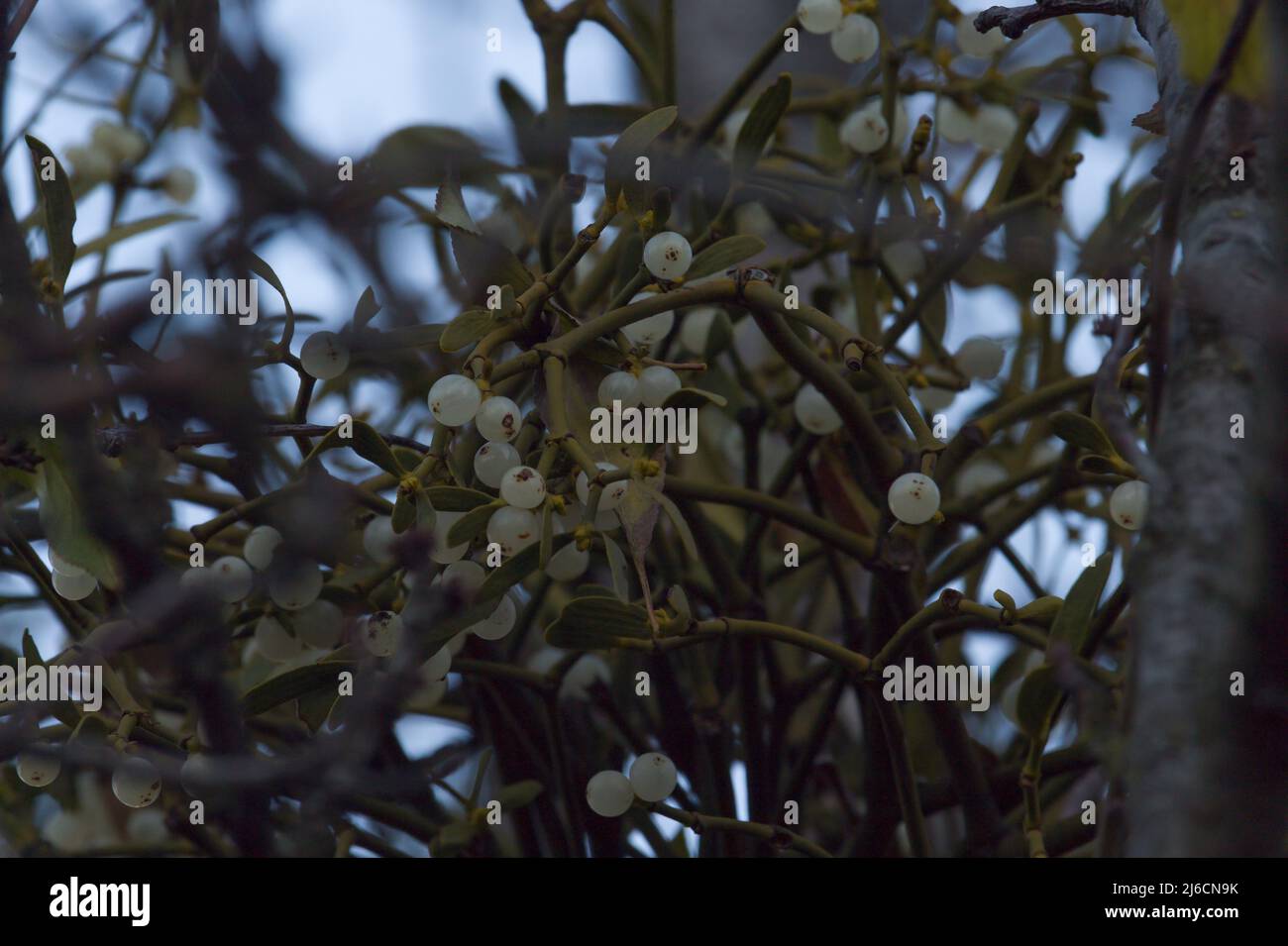 In nature, mistletoe (Viscum album) parasitizes on the tree. Stock Photo