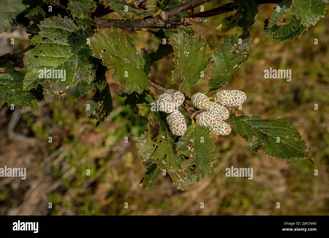 Female cones of Green alder, Alnus alnobetula, growing  by a stream in the Carpathians. Stock Photo