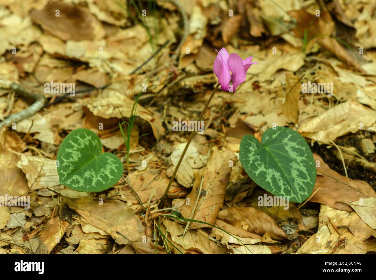 Alpine cyclamen, Cyclamen purpurascens, in flower in late summer in deciduous woodland, Austrian Alps. Stock Photo