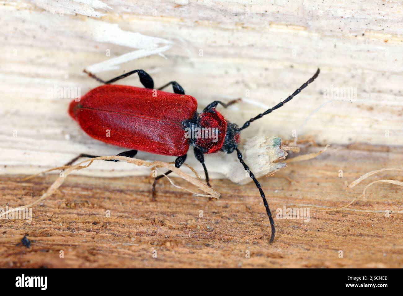 Longhorn beetle - Pyrrhidium sanguineum. This is an insect often found in homes, coming out of firewood. Stock Photo