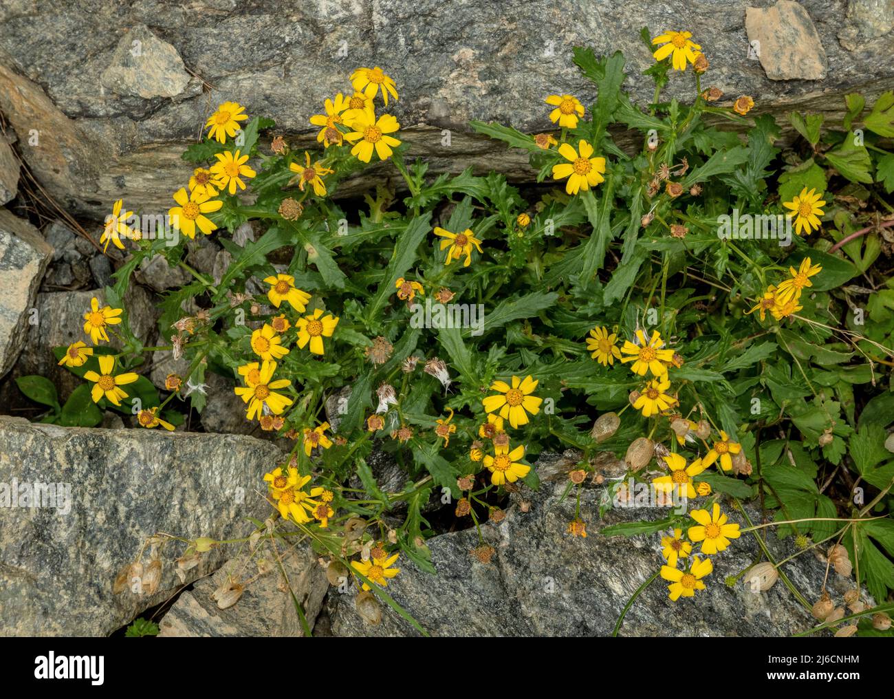 A rock ragwort, Senecio squalidus subsp. rupestris, among rocks, Carpathian mountains, Romania. Stock Photo