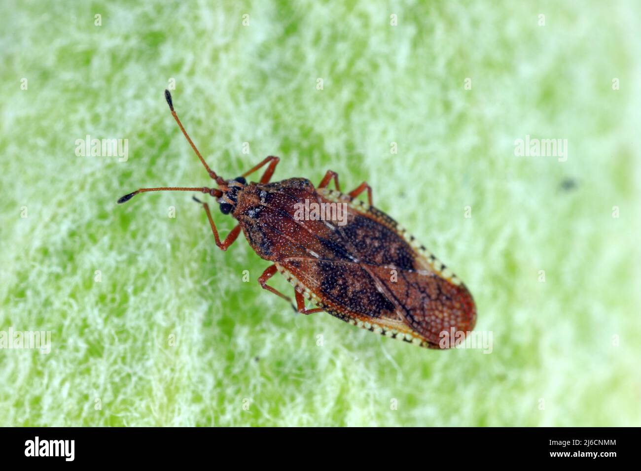 Elm seed bug hires stock photography and images Alamy