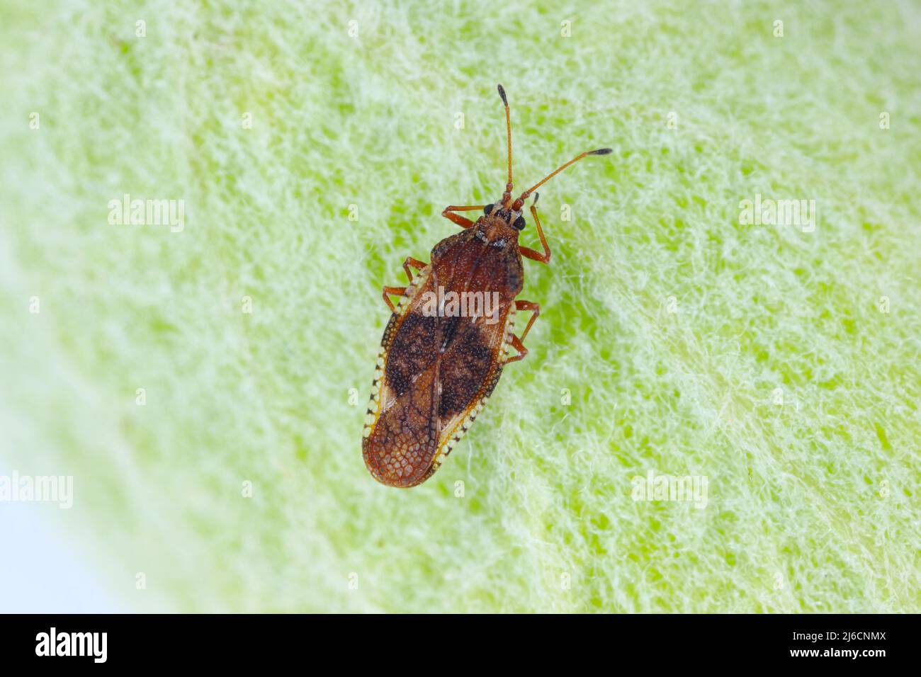 Physatocheila smreczynskii. An insect belonging to the true bugs a pest