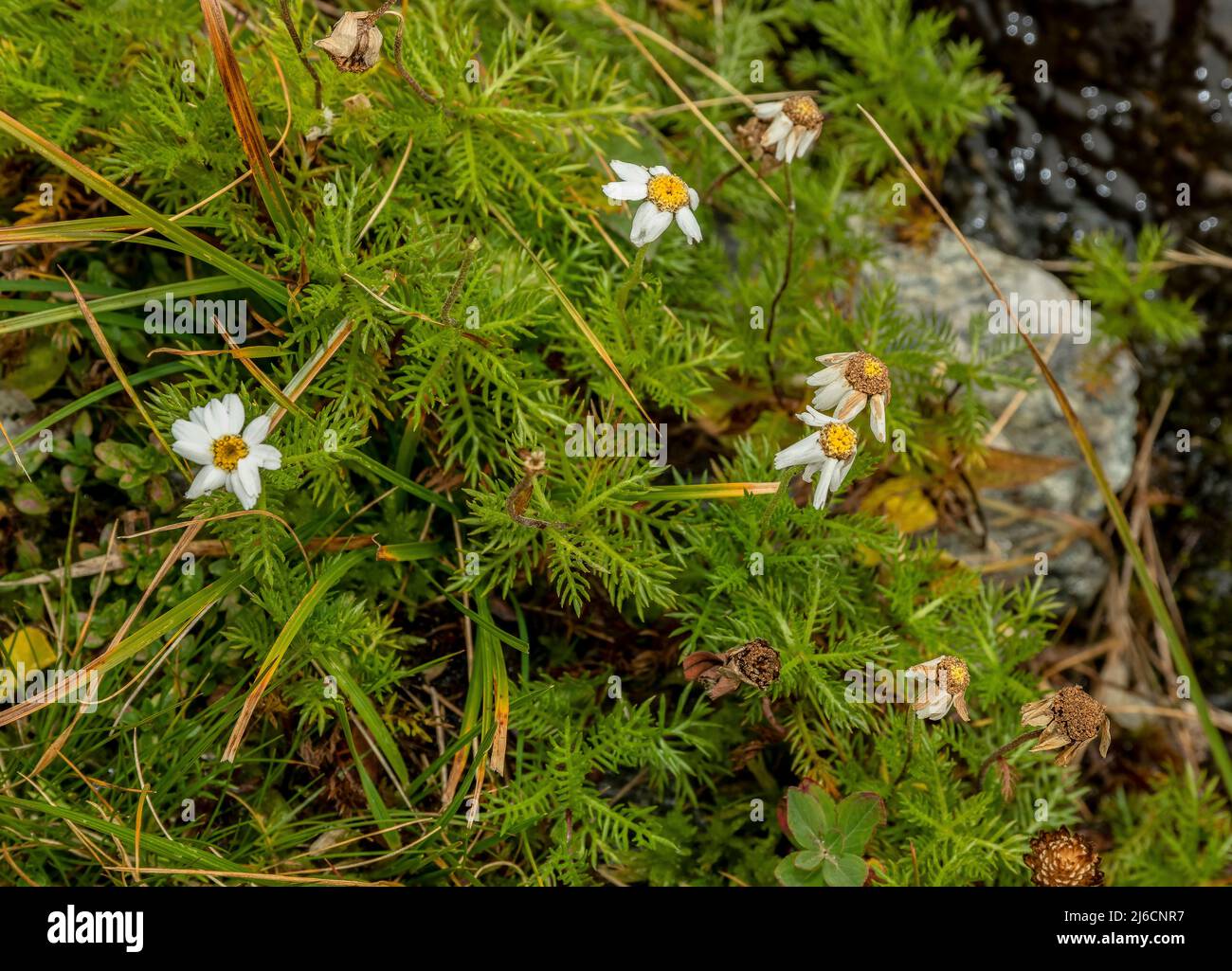 A form of Alpine Sneezewort, Achillea oxyloba ssp schurii, in flower in the high Carpathians. Stock Photo
