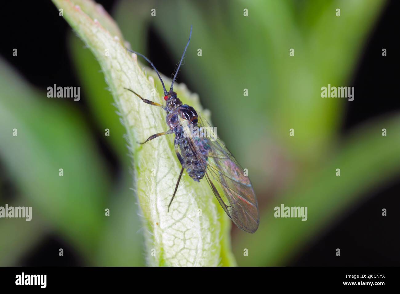 Winged Aphi Winged aphid with red eyes on a leaf in the garden Stock Photo - Alamy