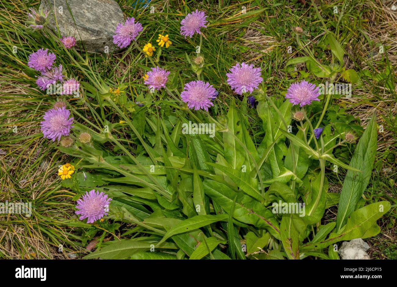 A form of Wood Scabious, Knautia dipsacifolia subsp. lancifolia in flower in the Carpathians. Stock Photo