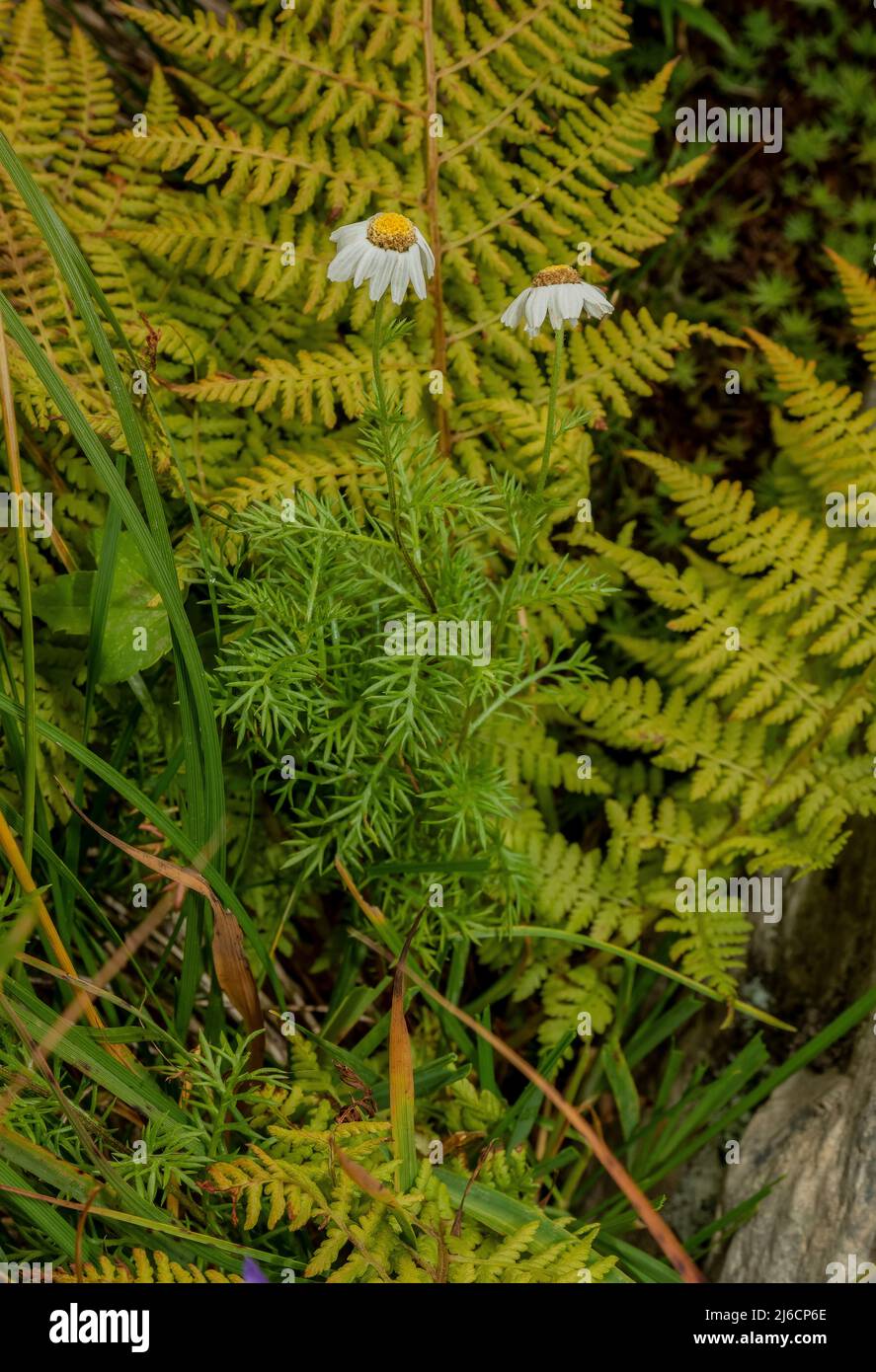 A form of Alpine Sneezewort, Achillea oxyloba ssp schurii, in flower in the high Carpathians. Stock Photo