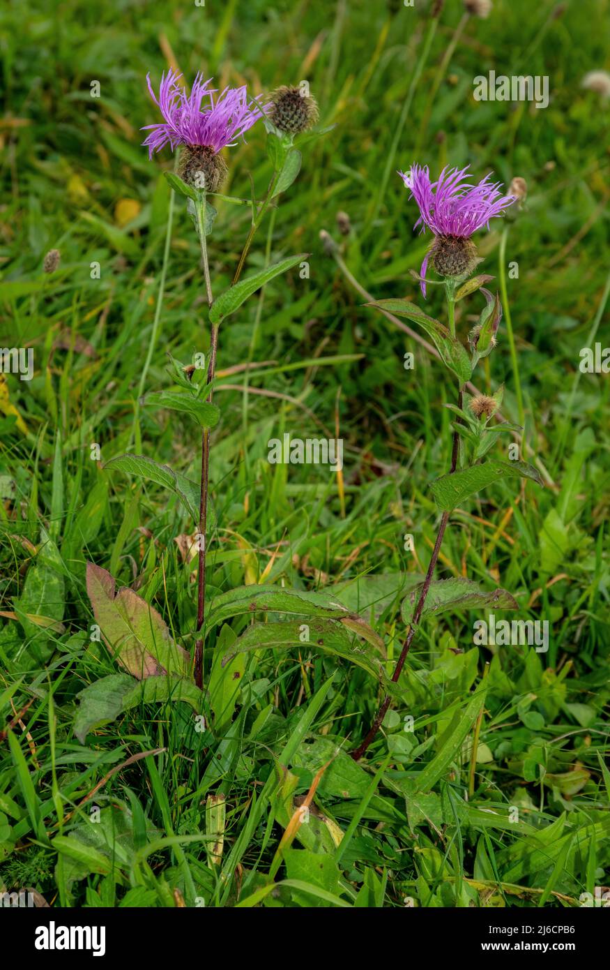 A mountain Knapweed, Centaurea phrygia subsp. indurata, in flower in the Carpathians. Stock Photo
