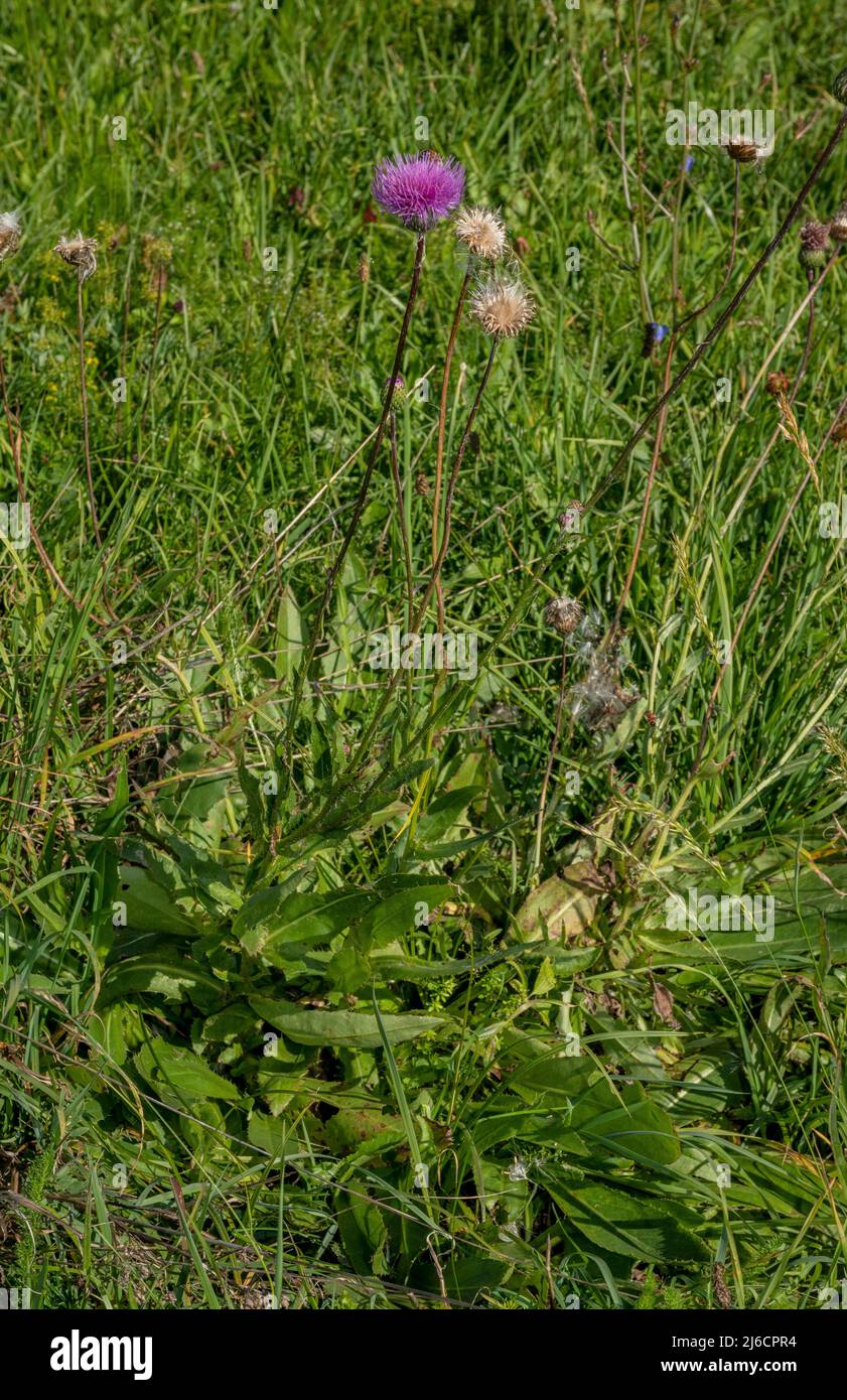 Pannonic Thistle, Cirsium pannonicum in flower in grassland, Romania. Stock Photo