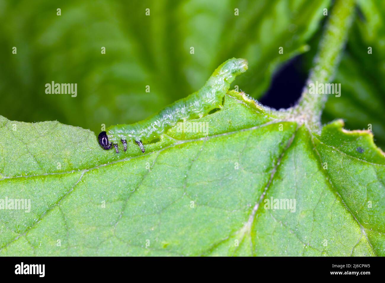 Small gooseberry sawfly Pristiphora rufipes - leaf of currant eating by larvae. The currant sawfly is a pest of currants and gooseberries. Stock Photo