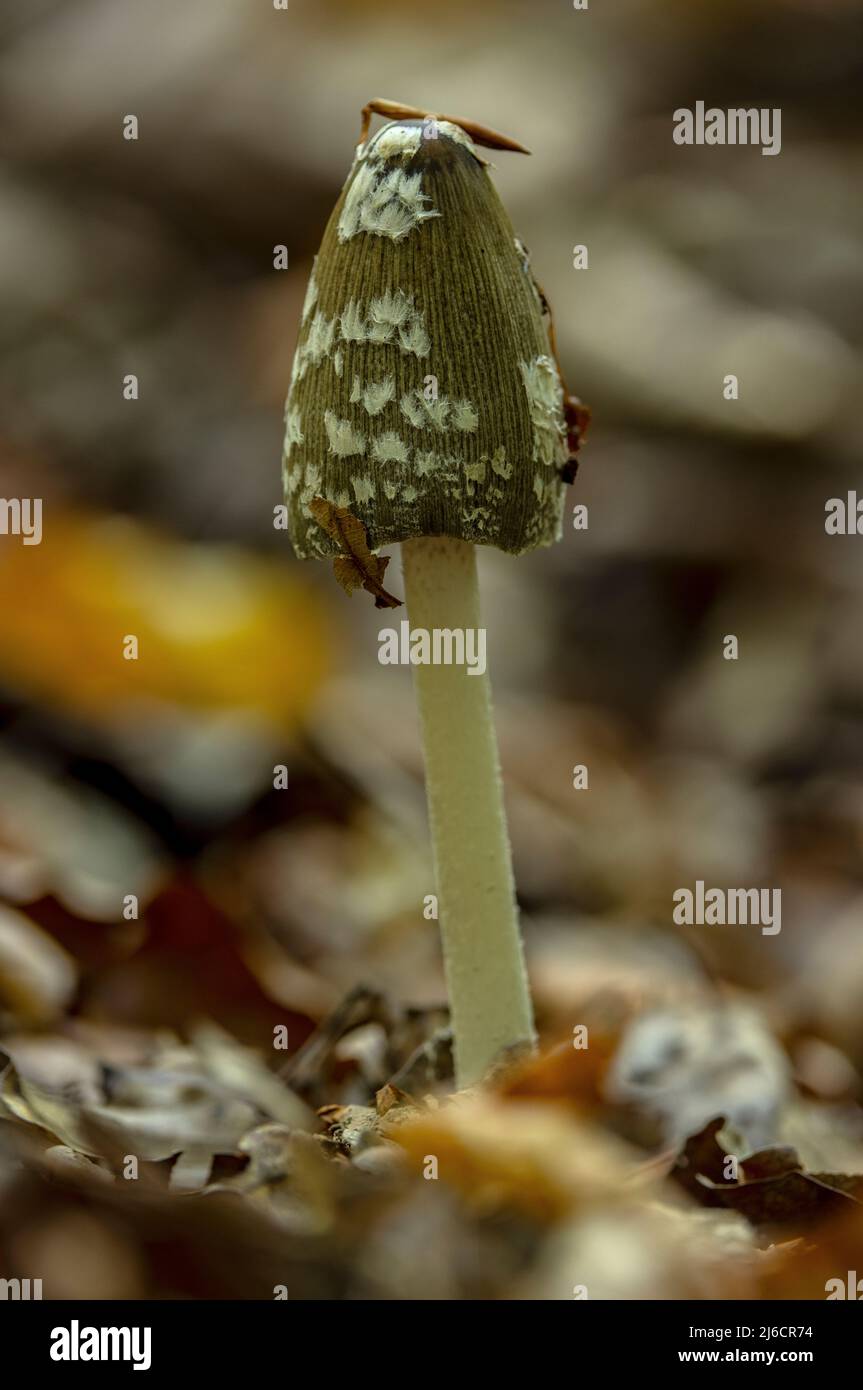 Magpie Inkcap fungus, Coprinopsis picacea, growing in shady beech woodland in autumn. Stock Photo