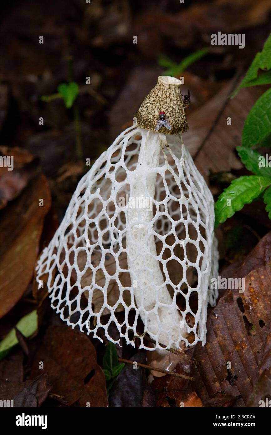 Lacy stinkhorn fungus (Phallus indusiatus) with flies, which disperse its spores. Braulio Carrillo National Park, Caribbean slope, Costa Rica. Stock Photo