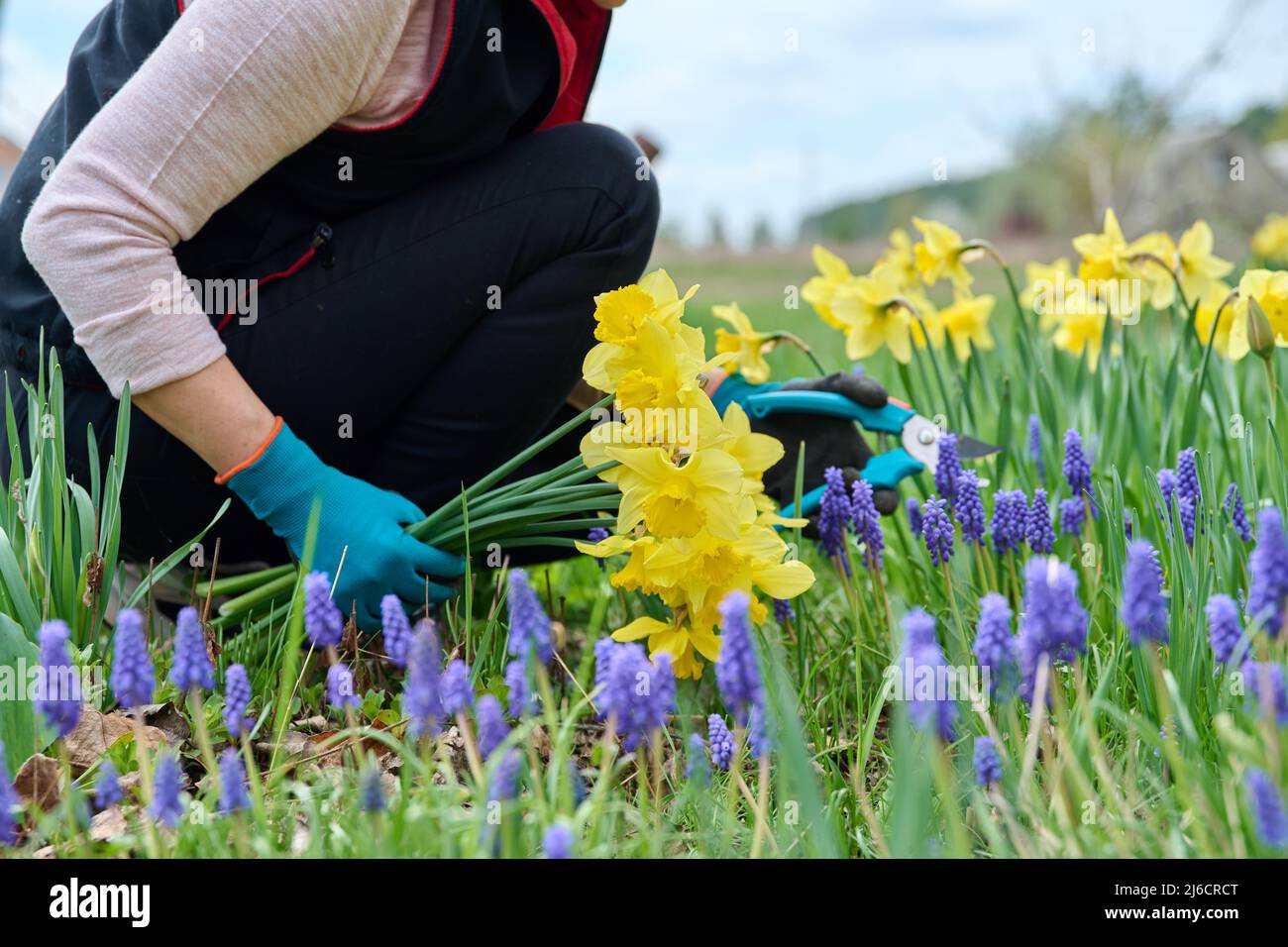 Closeup of woman's hands with secateurs cutting flowers of yellow narcissus in spring flower