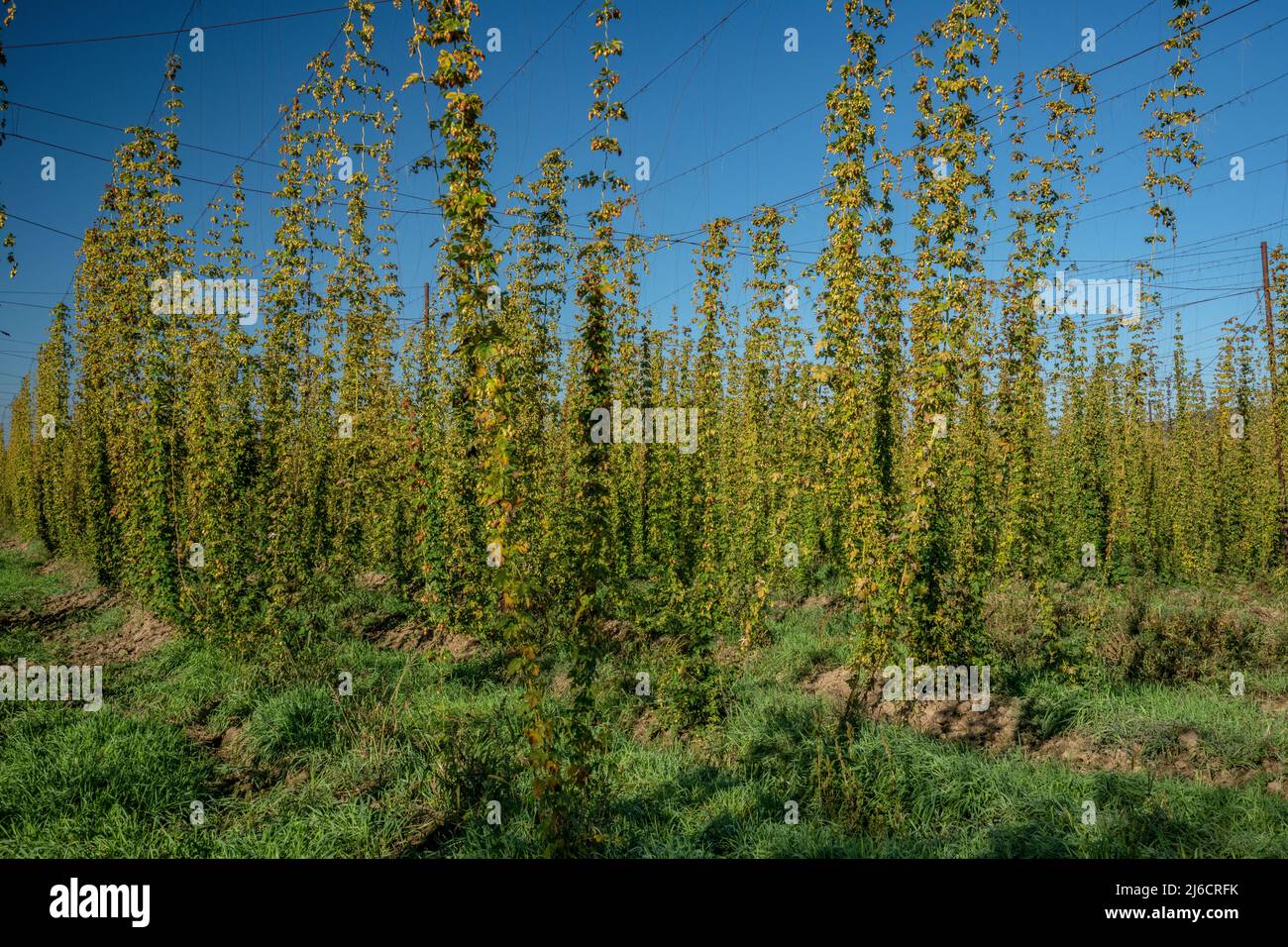 Cultivated Hop garden, Hop, Humulus lupulus, for the brewing industry. Romania. Stock Photo