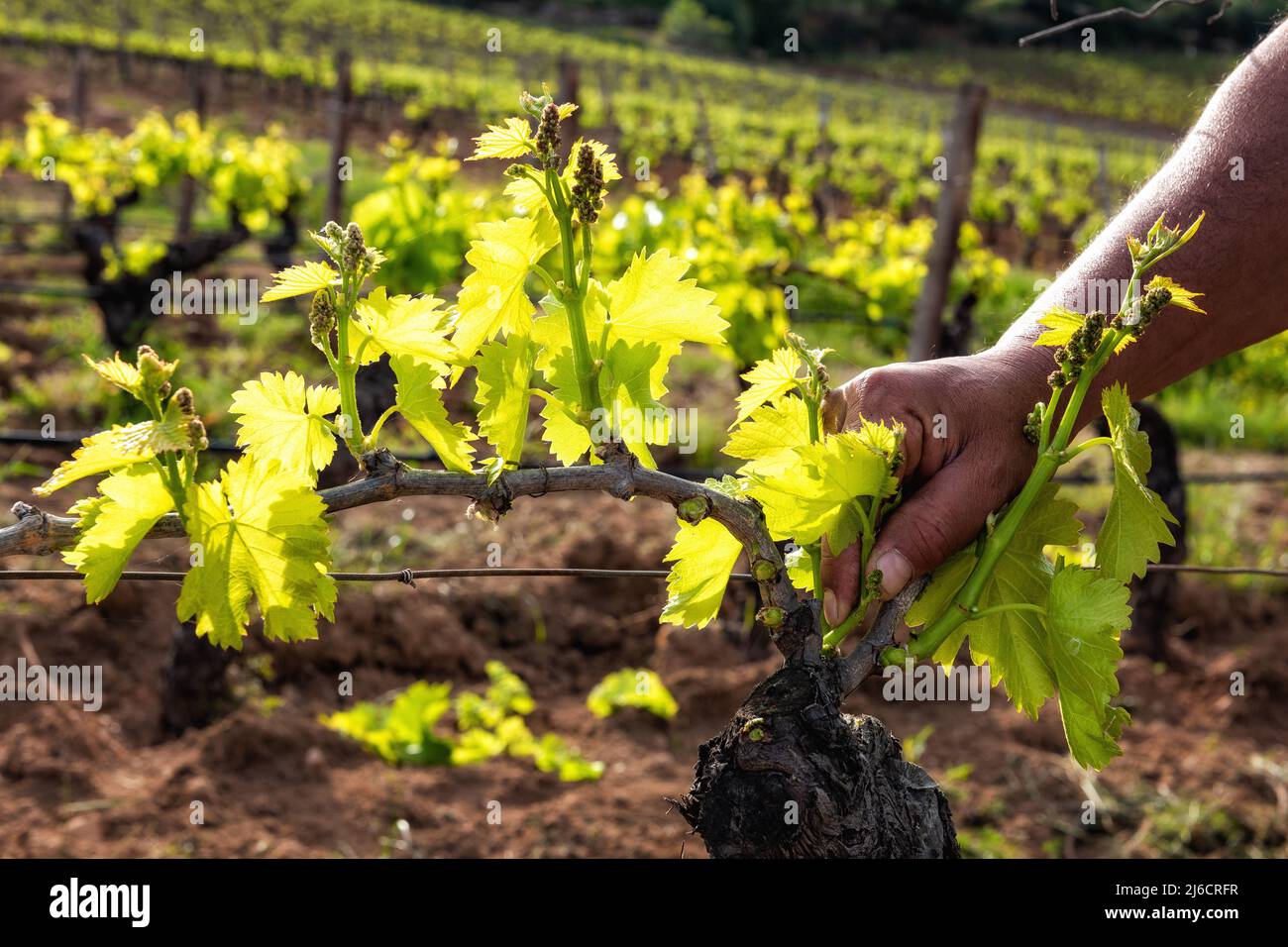 Green pruning of the vineyard. Farmer removes excess young sprouts from