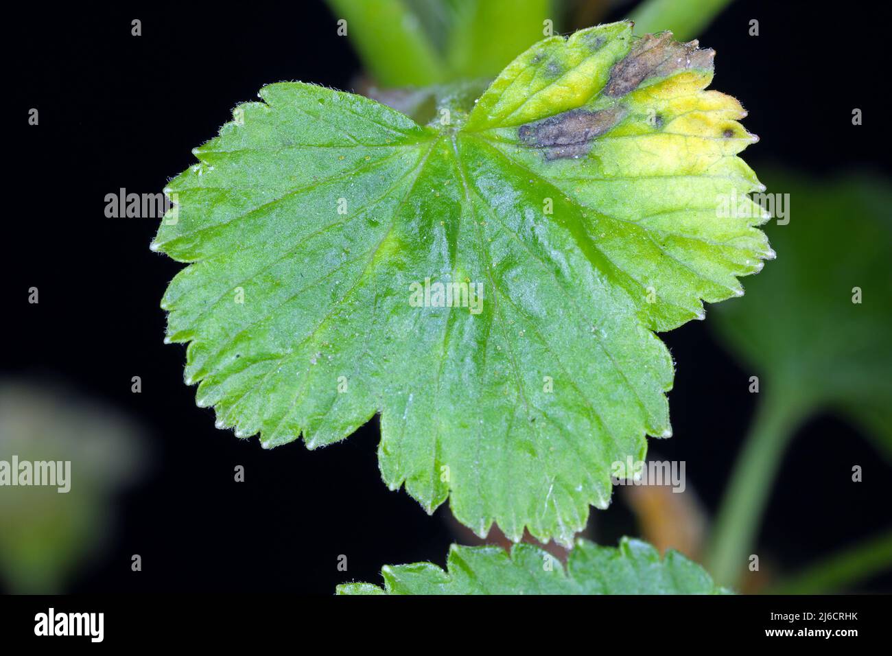 Blackcurrant leaf spot (Pseudopeziza ribes). It is the most dangerous disease that attacks the currant. Stock Photo