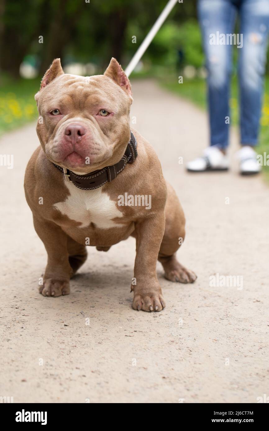 An American Bully dog on a walk in the park on a leash. Green grass and